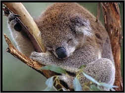 Drzewo, Śpiący, Koala